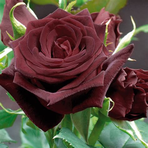 baccara rosen|rose black baccara.